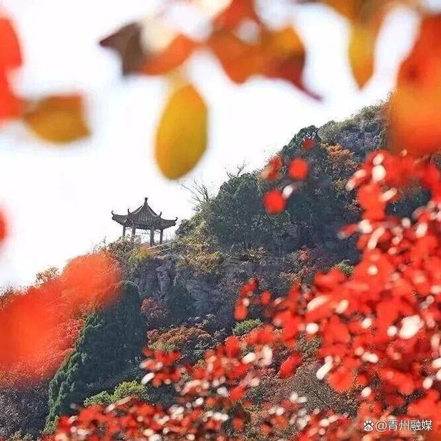 王坟秋记：静看漫山红遍 慢数似水流年