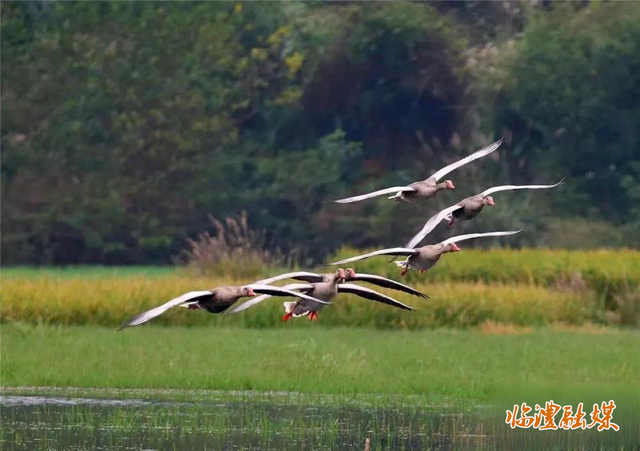 临澧道水河国家湿地公园：绘就生态画卷 谱写人水和谐新篇