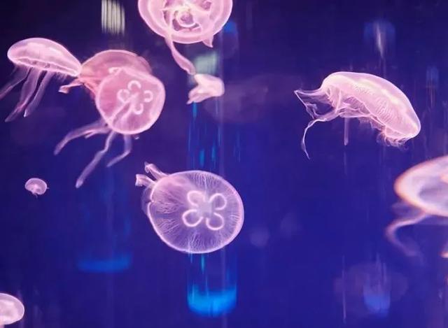 海南海洋欢乐世界入选2025海南研学旅游基地品质提升十佳示范点