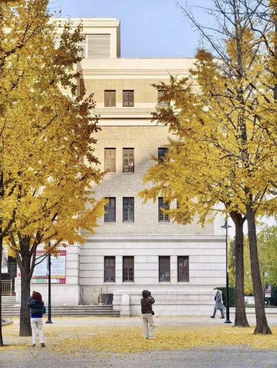 上海银杏浓度已达99％！这份含“金”浪漫别错过