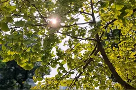 蓬莱秋随笔图片