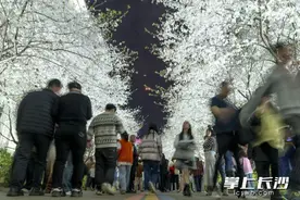 组图丨夜晚，和樱花约个会图片