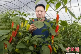 河北鸡泽特色降糖辣椒为传统产业添活力图片