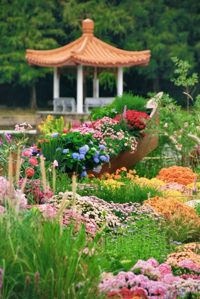 行摄 | 美爆了！秋日花海，限时上映