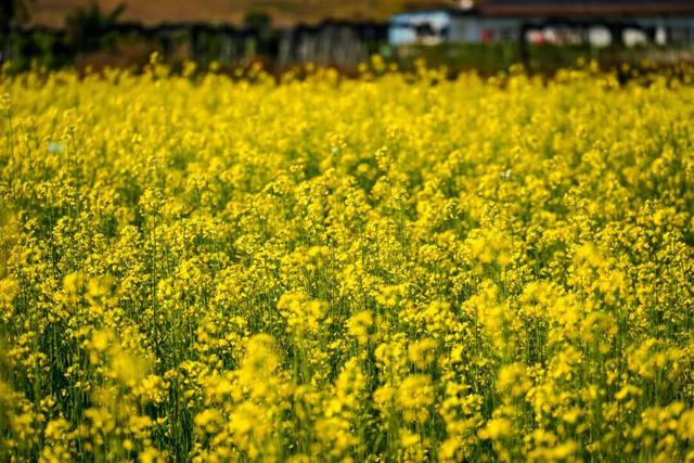 三水大片油菜花海超美超出片！免费赏