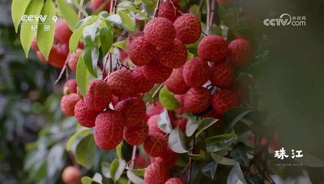 跟着《珠江》游增城！纪录片里的这些地方，一定要打卡