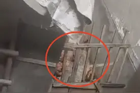 阳光政务｜邻居养鸡又臭又吵影响生意 社区介入解决图片