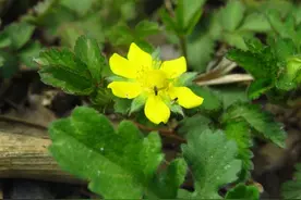 好奇点︱世界害虫日，讲讲江苏地区“蚊子”的那些事图片