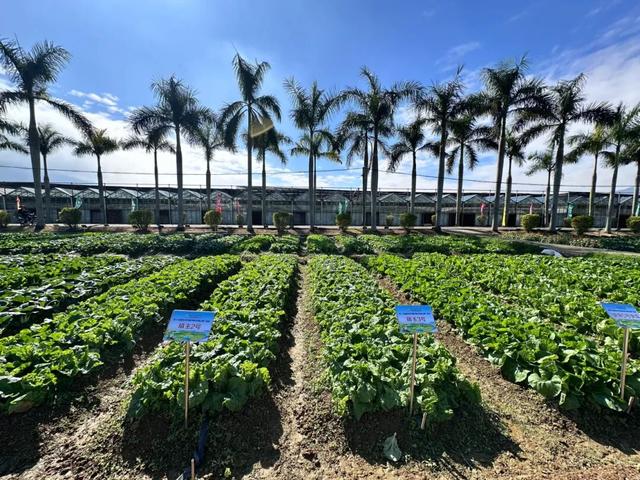 广东新晋网红地！浪漫花海、直升机飞行、地道美食…三水这个地方藏不住了