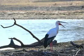 密云水库监测到近年来最大规模东方白鹳群 数量达10只图片