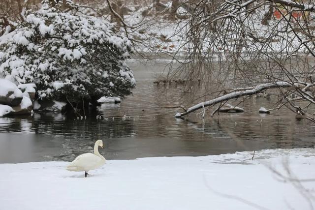北京全城等雪来！故宫约不上？这些地方随手一拍也是大片——