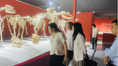 【2025年文旅系统工作成果展示】2025青原文旅交出高质量答卷，2026蓄力再出发