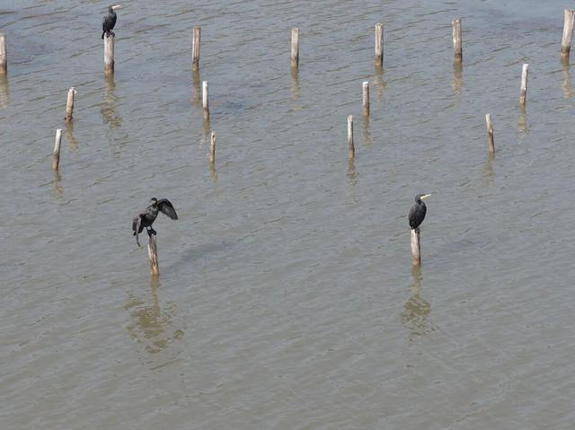 这些“崇明居民”，回家了！