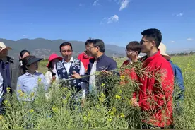 麦香万里越重洋图片