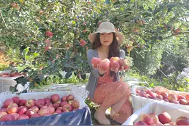 昭通鲁甸：早熟苹果迎来甜蜜丰收季图片