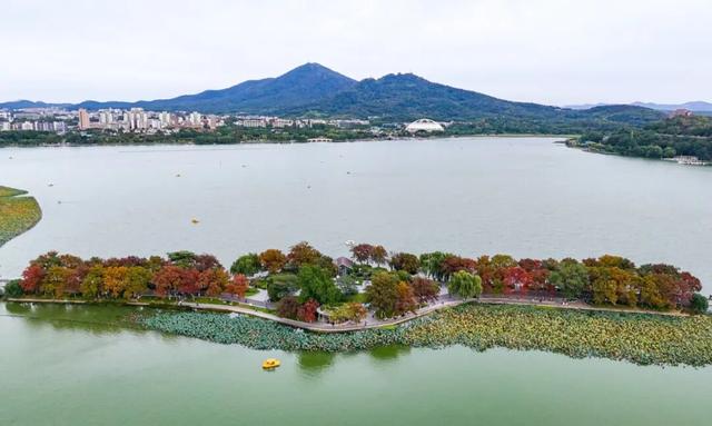 秋意渐浓，玄武湖台菱堤已“上妆”