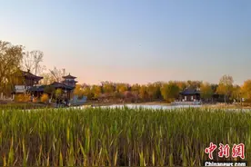 雄安：新城见“绿”图片