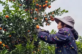 靖西沙糖桔热销 柑橘产业产值突破2亿元图片