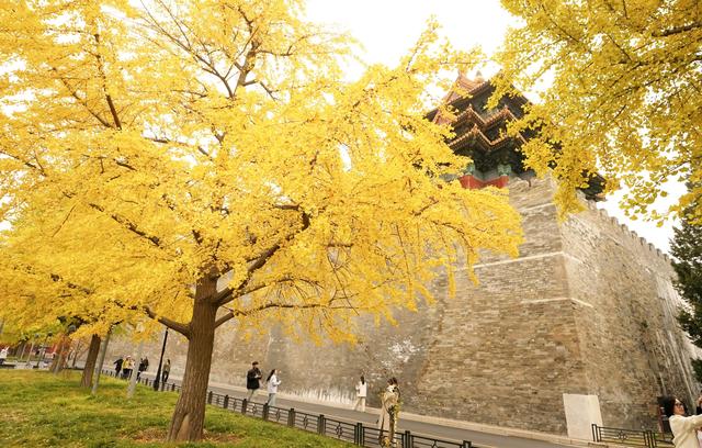 故宫筒子河畔，秋色醉人