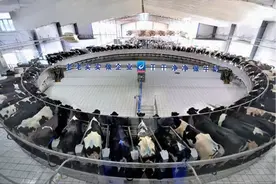 得益乳业畅润IU-100：益生菌界的“国货之光”图片