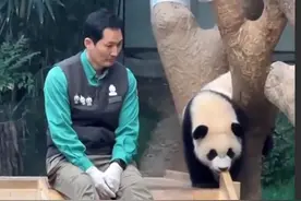 “福宝”把“宋宝”的魂都带走了，泪奔后的落寞……图片