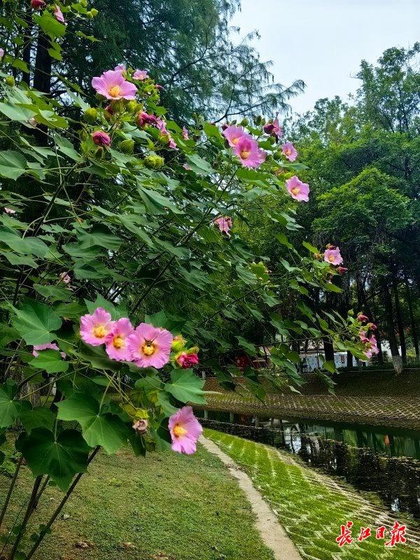 花色一日三变，武汉73座公园可赏木芙蓉
