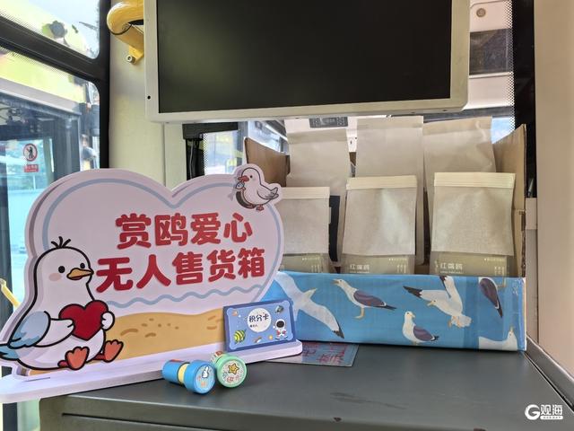 青岛6路开出“赏鸥专线”，来一场与海鸥的浪漫之约