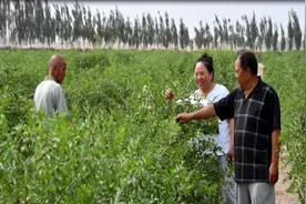 新疆洛浦：千亩荒漠变绿洲 洛浦枣业 增“新伙伴”图片