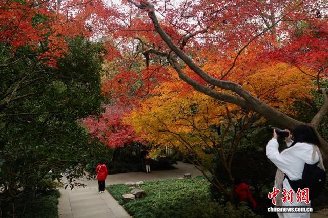 浙江杭州：红枫层林尽染 引游客竞相打卡