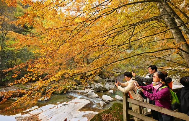 图片新闻｜四川巴中：光雾山红叶引客来 “黄金走廊”串起秋日盛宴