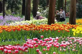 徜徉花香森林，在江堤喝咖啡看日落！文旅商体展联动，崇明花朝节邀你来生态岛邂逅春日浪漫图片