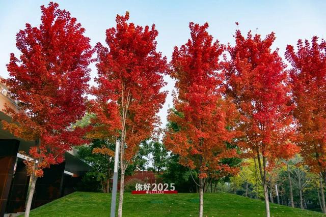 藏不住了！攒了整个秋天的北医美景，立冬前全部分享！