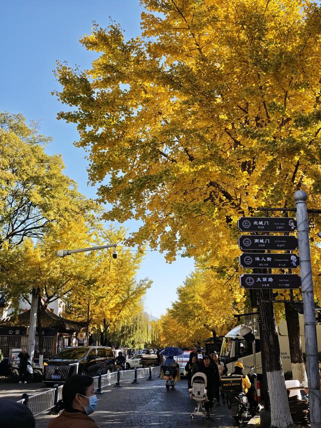 大理古城玉洱路，“满城尽带黄金甲”