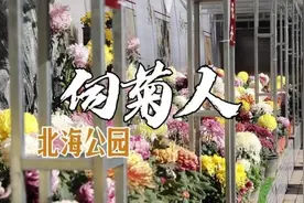 寻匠中轴：北海公园伺菊人图片