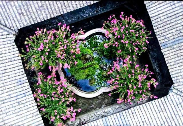 大邑这里紫薇花绽放，错过等一年