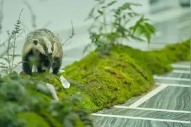 展现自然的疗愈力量！上海本地植物生态科普展融入美术馆展览图片