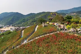 杜鹃花海迎客来图片