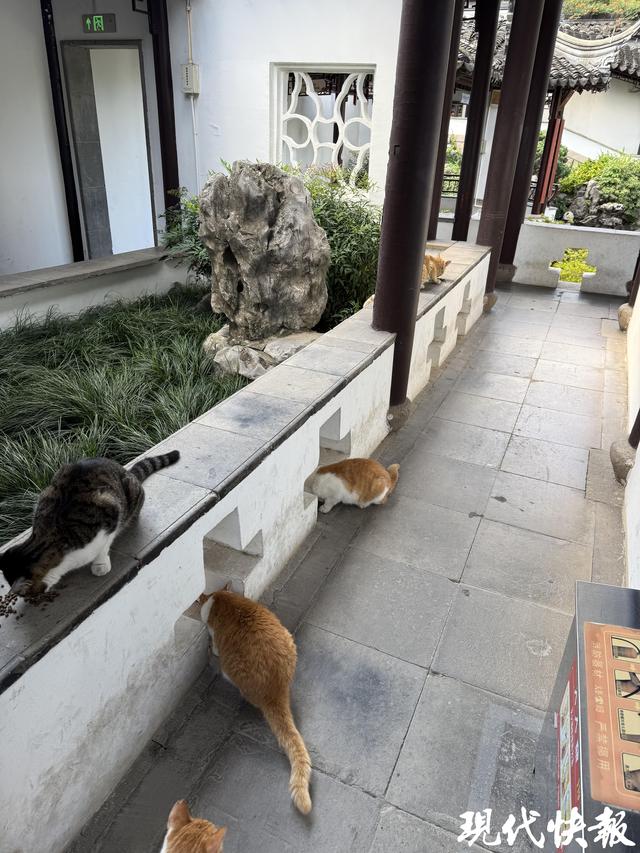 呼叫“铲屎官”，南京瞻园“王府猫”全网找领养