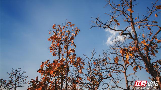 你也在追寻什么吗？也许答案就在下一片枫叶里