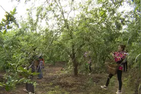 云南大姚42万亩花椒迎来采摘期 行情较好助农增收图片