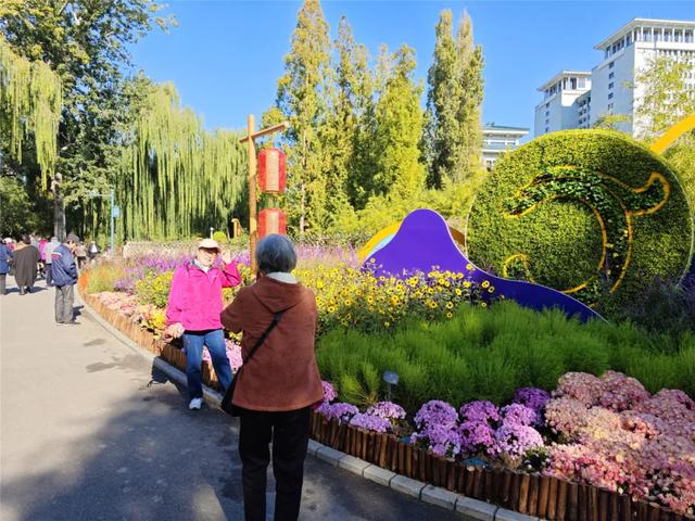 今日开幕！6000余盆菊花绽放，就在海淀这个公园——