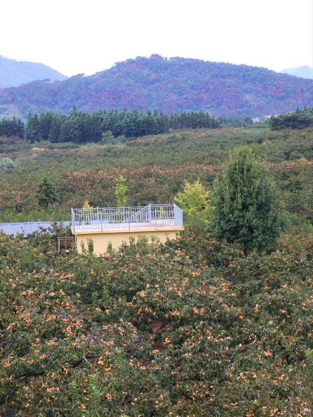 桂林恭城|红岩村柿子红成甜海啦