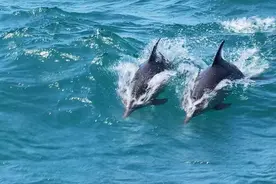 海警巡航时海豚围舰艇嬉戏，专家：证明海域生态环境持续向好图片
