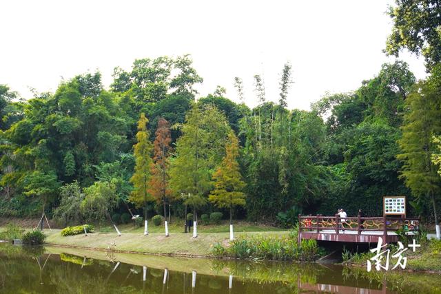 云浮冬日藏“春天”