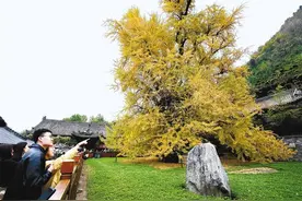 银杏树浑身都是宝 中医教您药食两用怎么吃最好图片