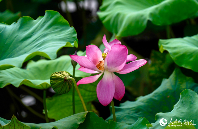 杭州：西湖荷花盛放迎客
