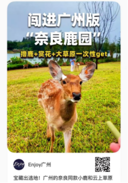 藏不住了！广州花都浪漫花海，被小红书达人发现了~