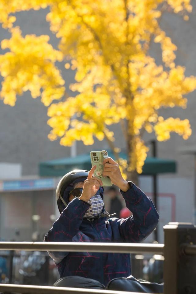 长宁最全银杏打卡点来啦，还有“宁宁”的私藏点位哦～【看“宁”的】