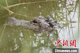 安徽扬子鳄国家级自然保护区：巡护监测揭秘扬子鳄温情一面图片