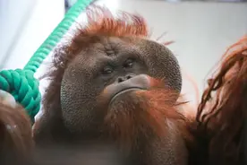 45岁的猩猩“森泰”，在上海动物园的退休生活怎么样？图片